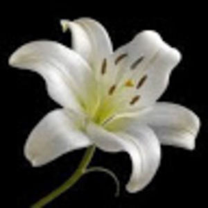 Meet your Posher, Lily